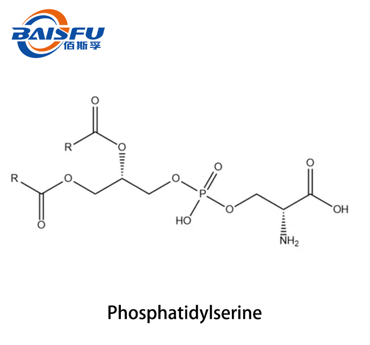 Phosphatidylserine 2.png