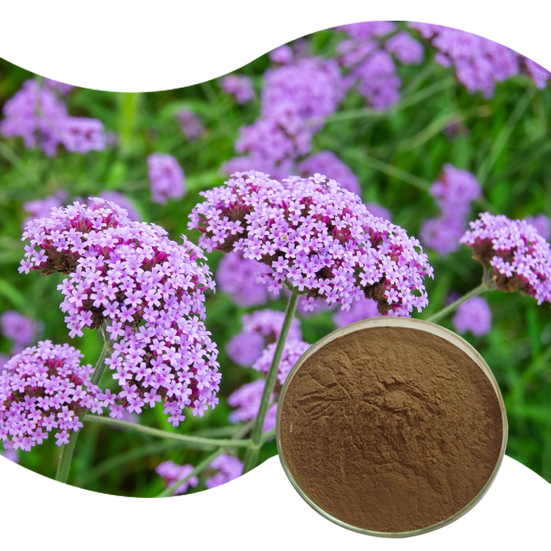72-马鞭草提取物-Herba-Verbenae-Extract-02.jpg