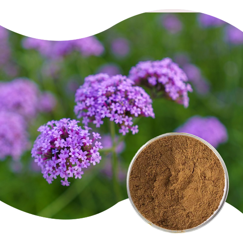1764051136279046.jpg 121-马鞭草提取物-Herba-Verbenae-Extract-02.jpg