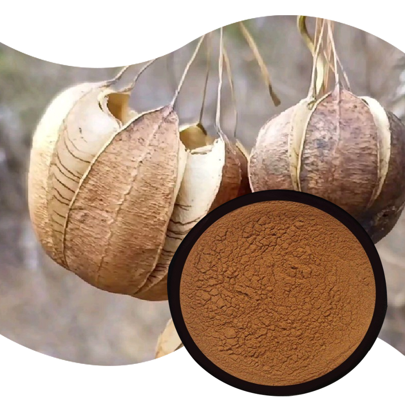 1764146652155008.jpg 123-马兜铃提取物--Dutchmanspipe-fruit-P.E-02.jpg