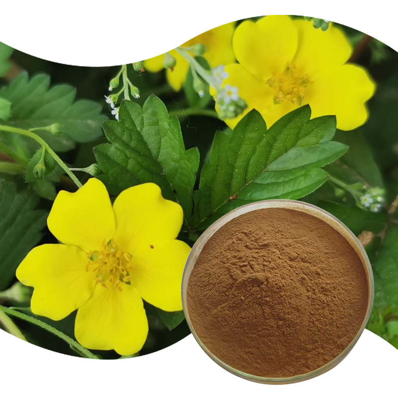 1764645596466420.jpg 135-委陵菜提取物-Chinese-Cinquefoil-Herb.P-02.jpg
