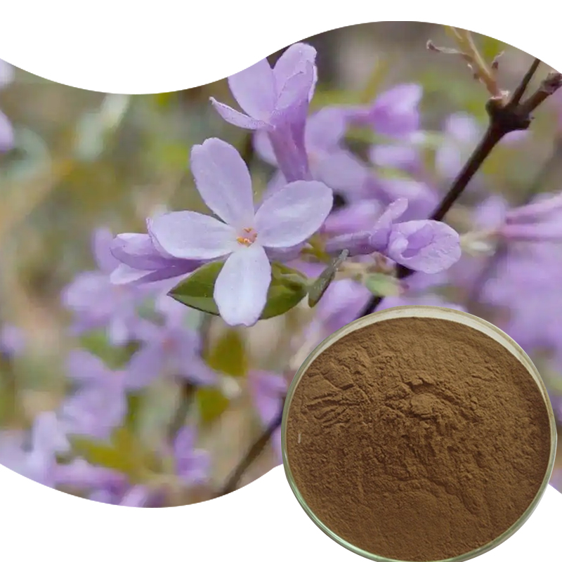 1764811469116492.jpg 144-芫花提取物-Lilac-Daphne-Flower-Bud-Extract-Powder-02.jpg