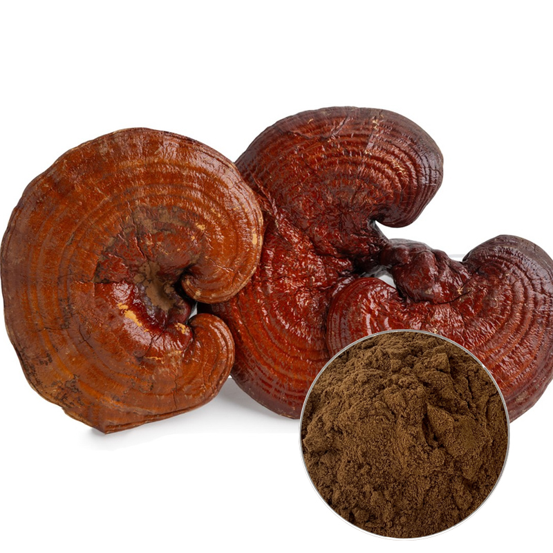 1764817149918119.jpg 147-天然灵芝提取物-Natural-Maitake-Mushroom-Extract-02.jpg