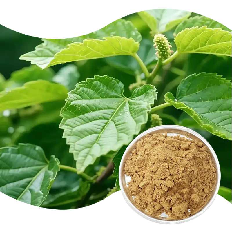 97-桑叶提取物-Mulberry-Leaf-Extract-02.jpg